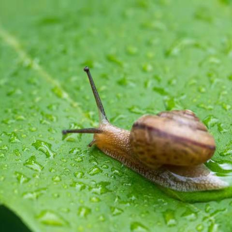 蜗牛和黄鹂鸟—音乐故事