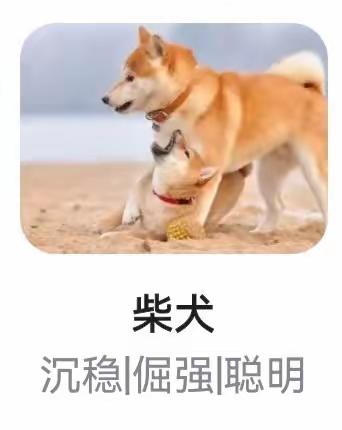 边牧🐶观察日志