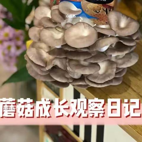 菌菇生长环境比较