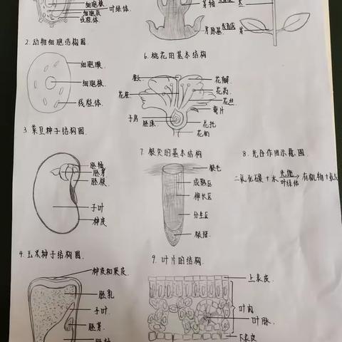 八年级生物学活动性作品金秋送爽，经过一个暑假的休整，同学们精神抖擞，让我们一起欣赏同学们的活动性作品！