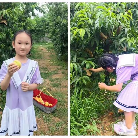 夏日逐梦 未来可期——沁阳市实验小学张楚瑜暑假纪实