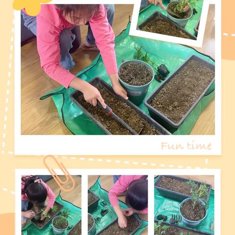 🍉🫑周梓滢·阳台小菜园～