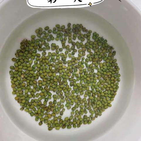 观察绿豆芽生长日记