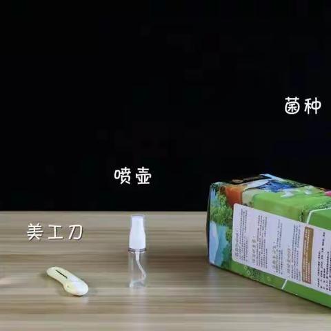 吕新宸秀珍菇养殖观察日记