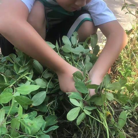 学习二十大，争做好队员实验小学二年级五班     范芷侨