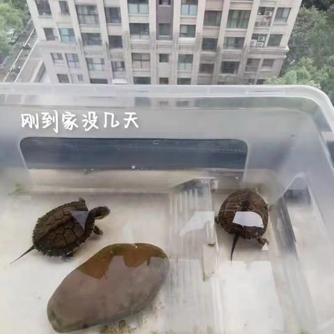 黄喉拟水龟观察日记