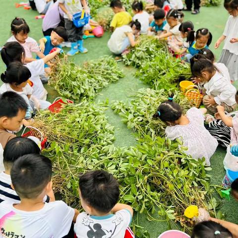 拔花生体验课