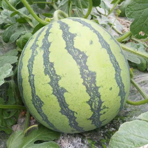 西瓜🍉观察日记（科学部落格）