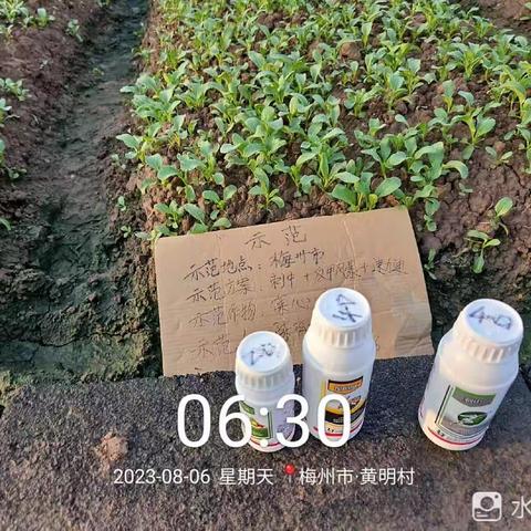 梅州市梅江区城北镇黄明村，青岛恒丰甜菜专抗性跳甲方案示范