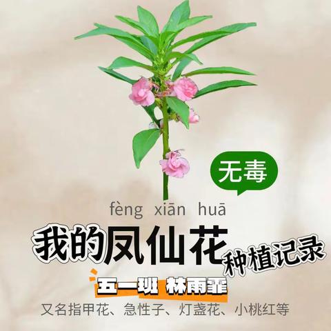 我疯凤仙花种植记录