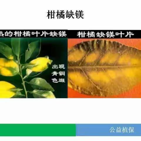 中量元素简介篇