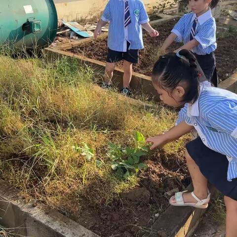 绿色种植，收获快乐——和阅幼儿园大二班种植活动