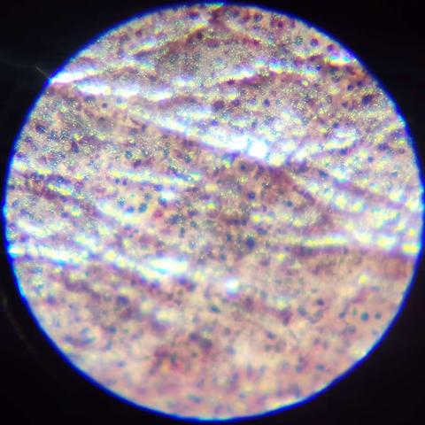 显微镜下葡萄表皮细胞的研究。