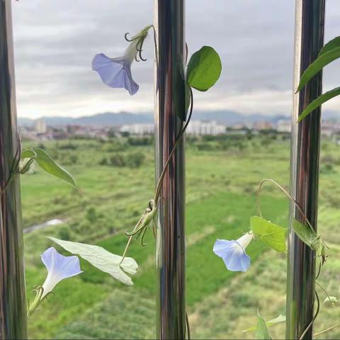 花盆里的牵牛花