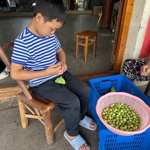 耕读小劳模（制作精品白玉莲）——柳城小学104中队“2023你好，暑假”李昀奇队员莲君养成记