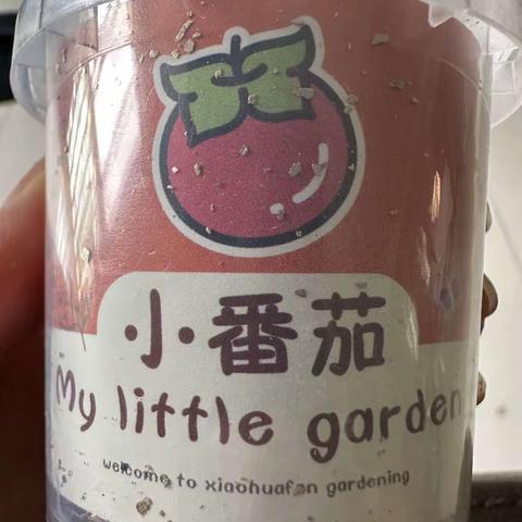 小番茄成长记