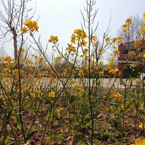 春风十里满目新，扬帆起航正当时       兰考县许河乡崔园子小学第六周工作动态