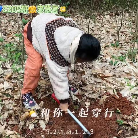 植树小记