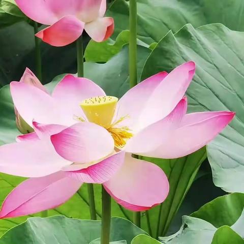 父亲与荷-父亲节感怀