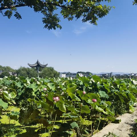 赏十里荷花 品舌尖莲宴 识自然百草 学传统手工——记武义县实验小学一（11）班飞扬小队“美丽家乡”实践活动