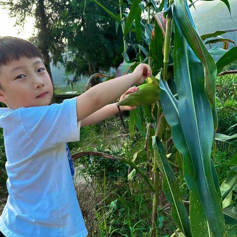 玩转玉米 ——高旗实验小学吕博炎