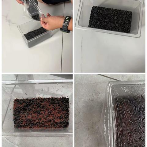 水草的成长日志   陈智麟