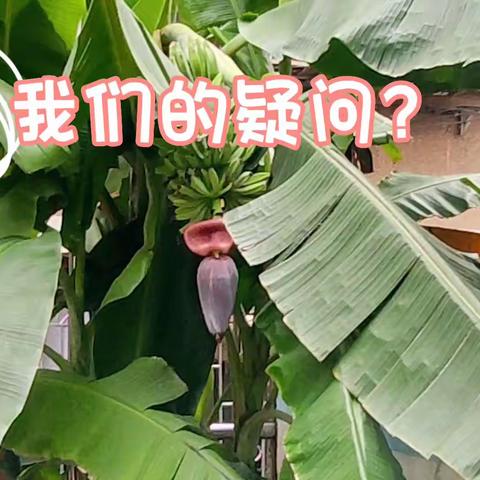 关于芭蕉树——我们的探讨