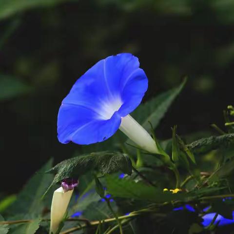 不同方式种植牵牛花