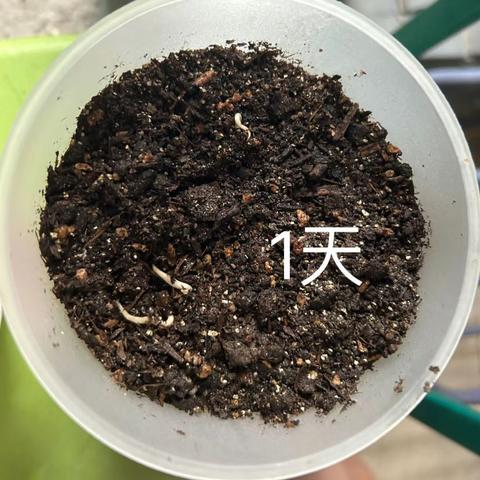 牵牛花观察日记