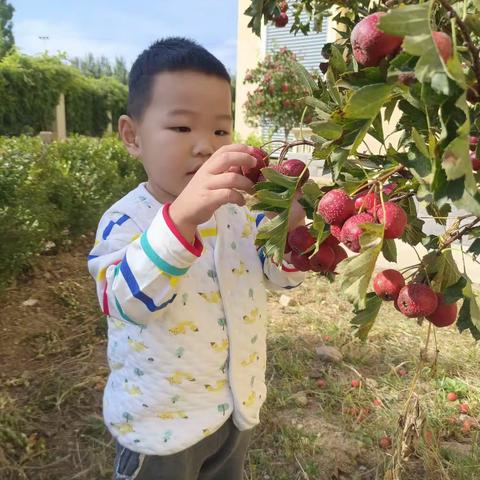 硕果累累🌳