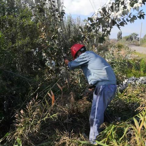 安全永远在路上———记新宁糖业动力车间电力设施树障清理