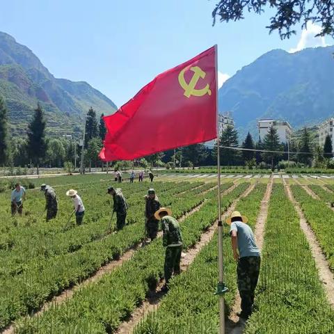 践行绿色使命 整地除草育苗——冶力关林场开展苗圃地管理主题党日活动