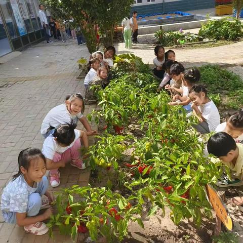 快乐采摘，收获喜悦！                                                  大板第六小学附设幼儿园