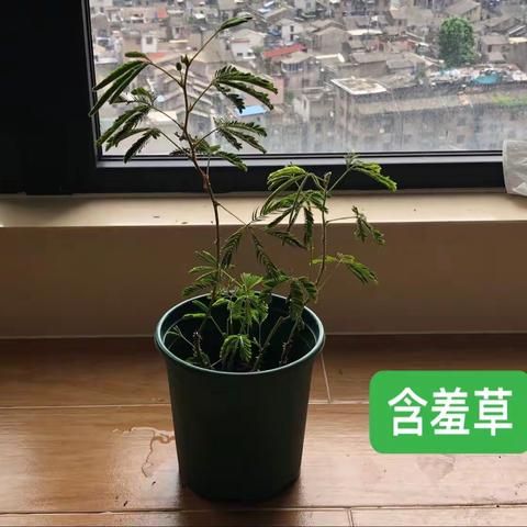 含羞草观察日记