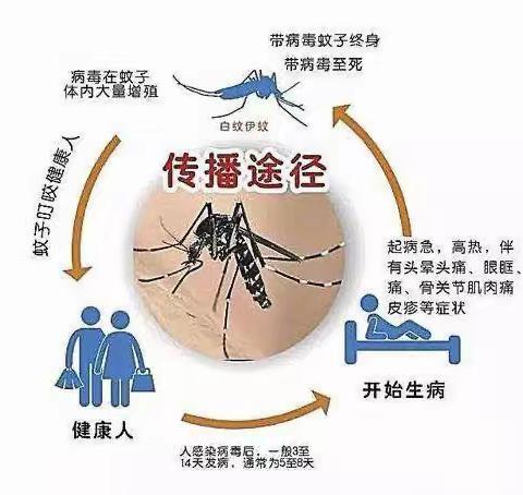 科学预防 远离登革热﻿﻿。                                   金佳幼儿园登革热防控知识宣传