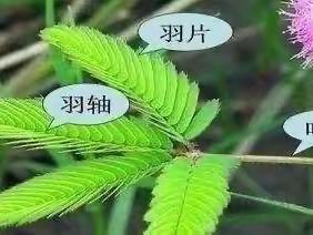 【尤梓熹科学观察日记】含羞草成长记