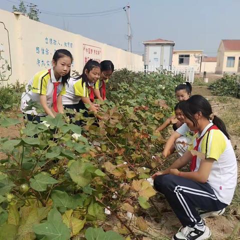 “耕乐”基地采摘忙 劳动教育结硕果