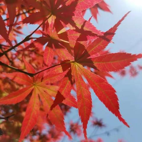 校际交流促发展，分享互鉴共提升——垫江中学小学部，沙河小学2023年秋期校际联合研讨交流活动