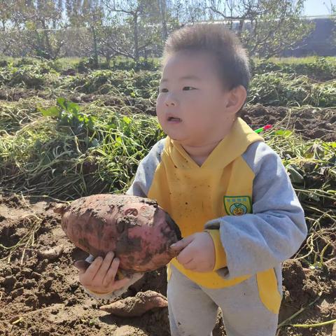 乐育生态幼儿园10月社会实践活动通知