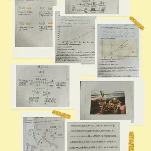 【双争•智慧迎秋】小蒜苗 大学问——迎秋里实验学校五年级数学特色作业展示