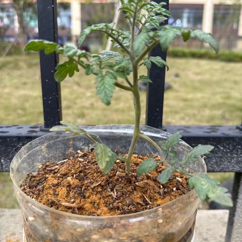 不负春光 播种希望🌱