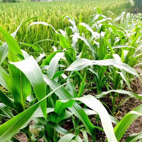 秋播玉米的成长记录（更新中）