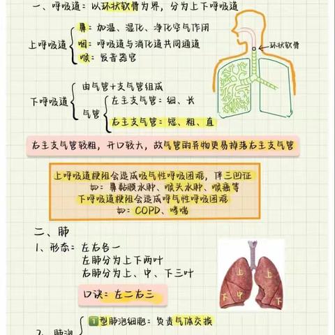 呼吸系统