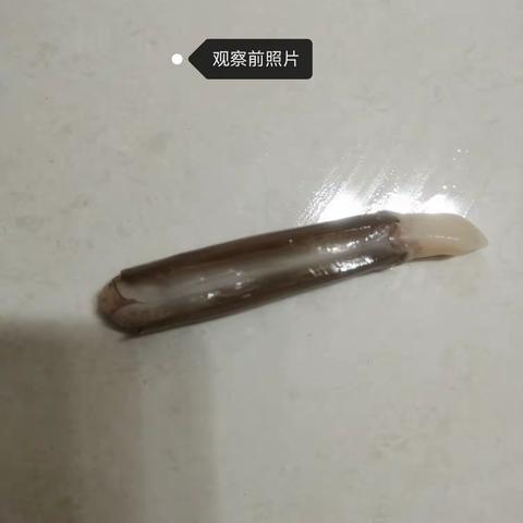 B组生物实验记录