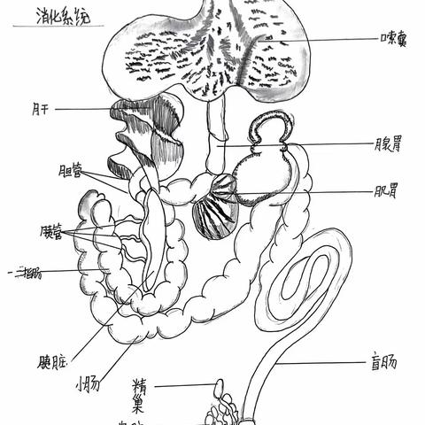 【2210班F组】解剖观察家鸽