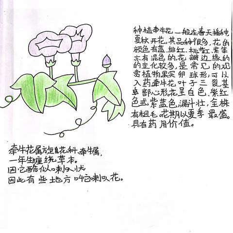 牵牛花观察日记