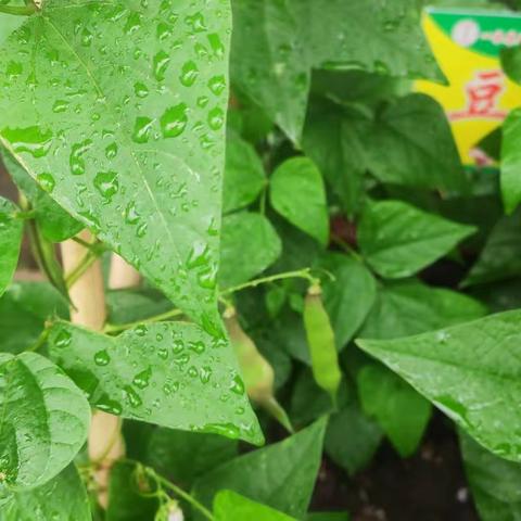 种植之乐 乐在其中——何延川红军小学五年四班“豆角”成长记