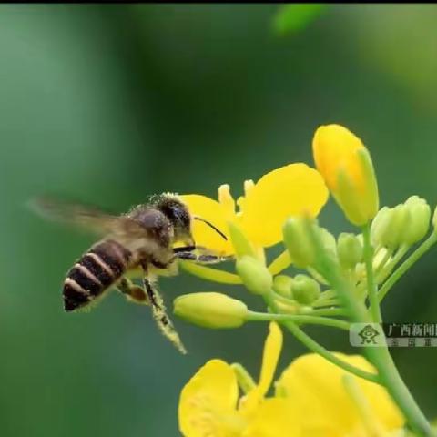 勤劳的小蜜蜂🐝～燕子老师