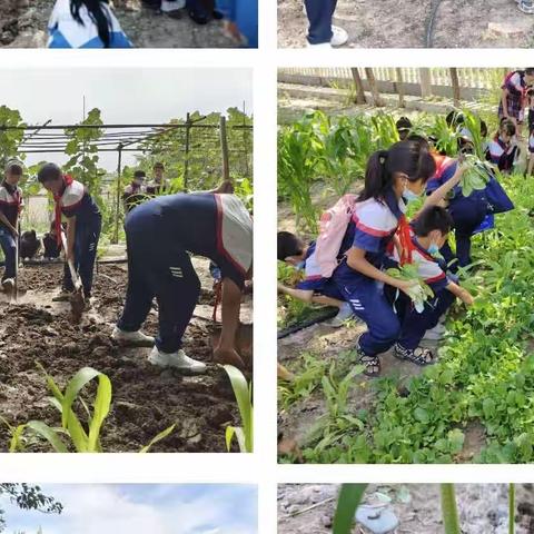 【芳新教育集团】劳动励心志，实践促成长——芳草湖农场小学六（5）中队育人故事劳动篇