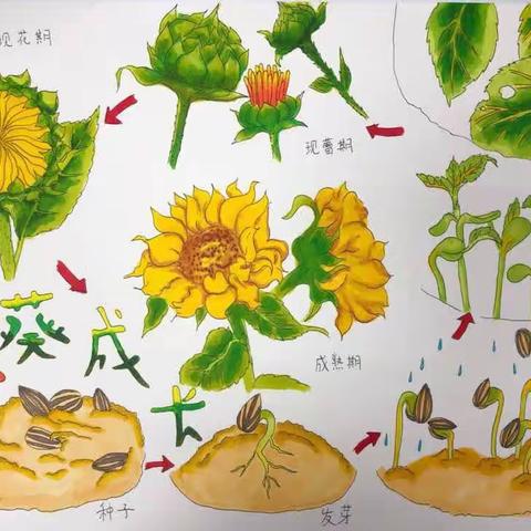 向日葵的生长过程